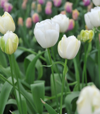 Tulipán Maureen - Tulipa - cibuloviny - 3 ks