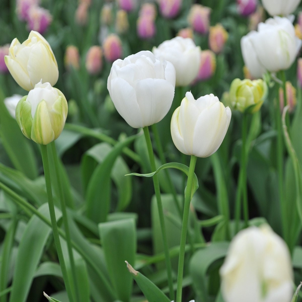 Tulipán Maureen - Tulipa - cibuloviny - 3 ks