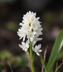 Puškinie ladoňkovitá bílá - Puschkinia scilloides alba - cibuloviny - 6 ks