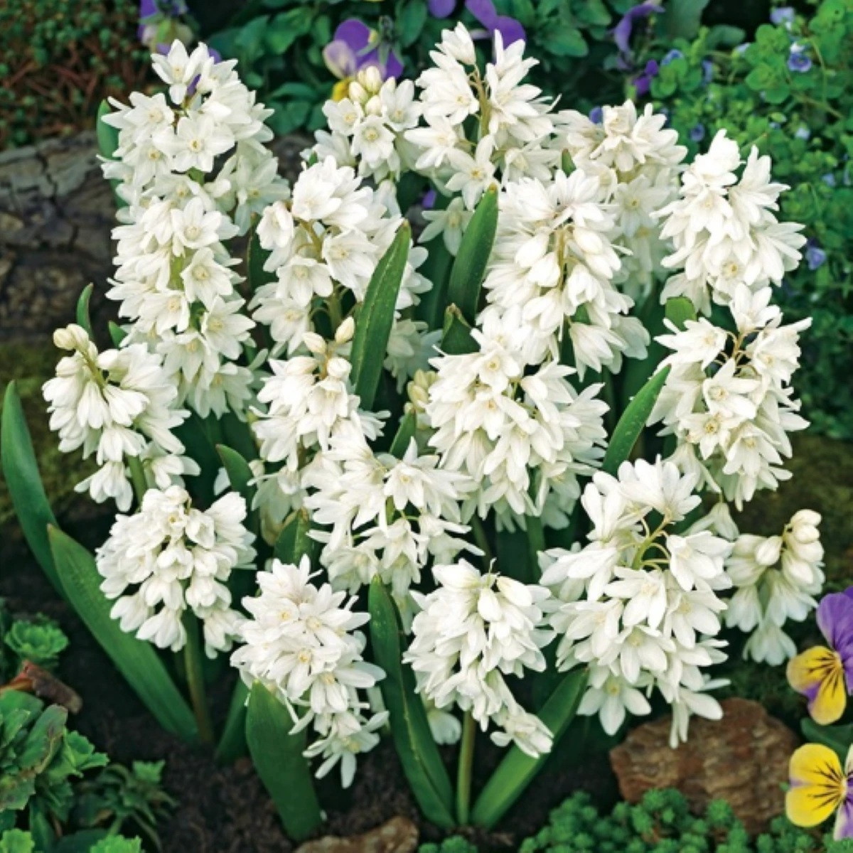 Puškinie ladoňkovitá bílá - Puschkinia scilloides alba - cibuloviny - 6 ks