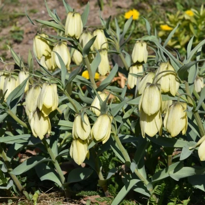 Řebčík Pallidiflora - Fritillaria - cibuloviny - 2 ks
