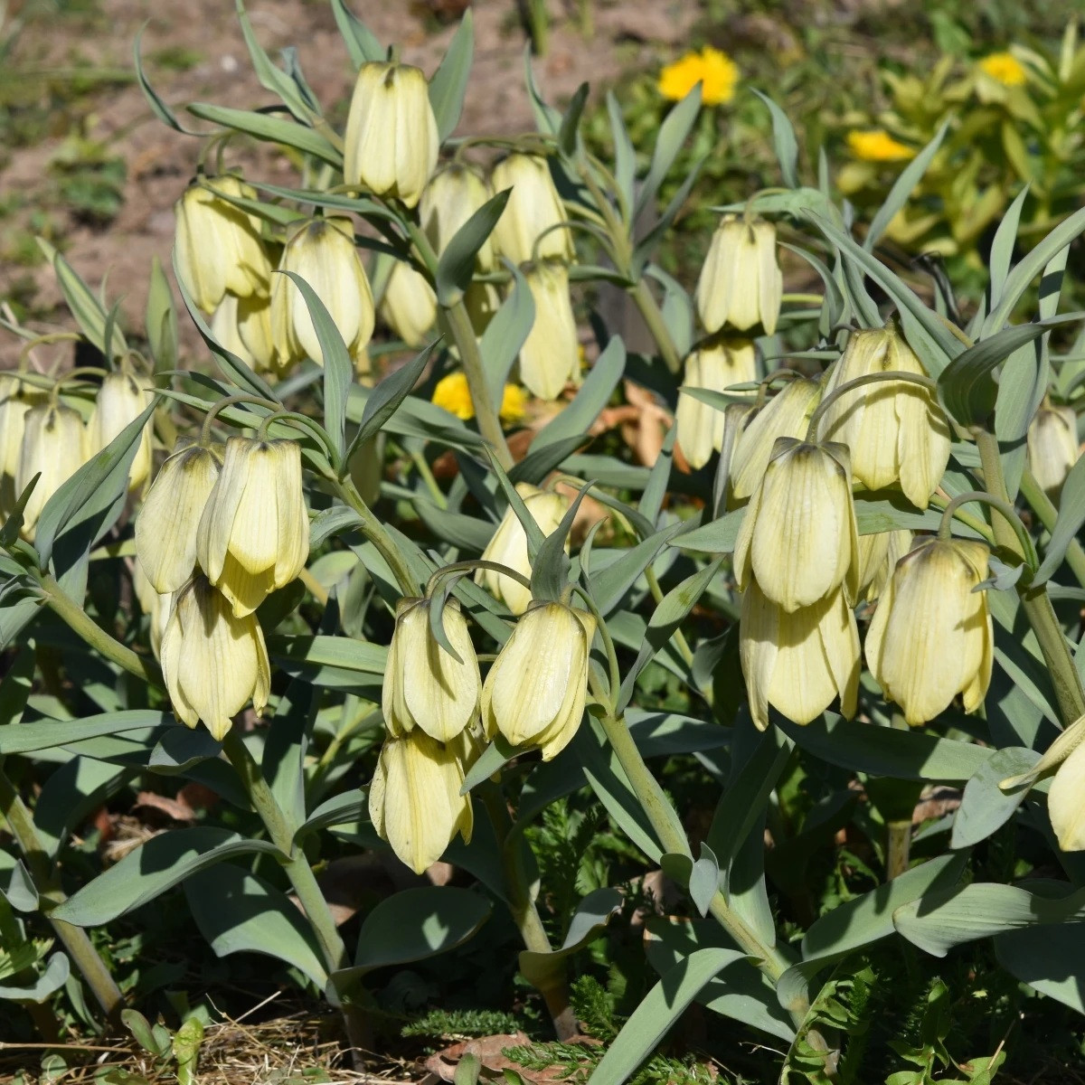 Řebčík Pallidiflora - Fritillaria - cibuloviny - 2 ks