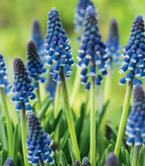 Modřenec Joyce Spirit - Muscari armeniacum - cibuloviny - 5 ks