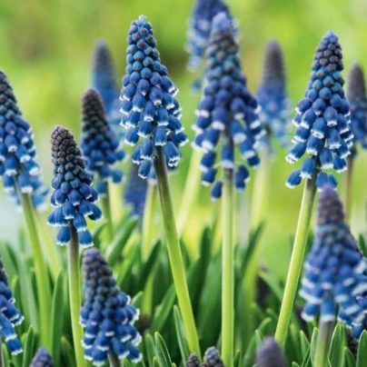 Modřenec Joyce Spirit - Muscari armeniacum - cibuloviny - 5 ks
