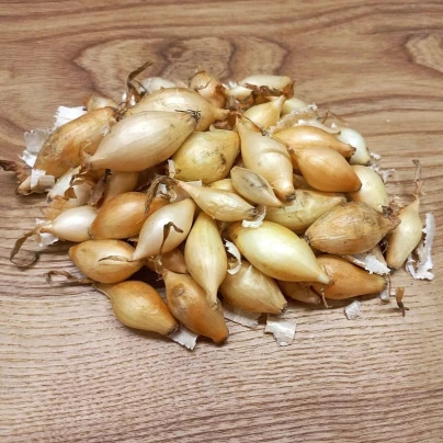 Cibule sazečky – Sazečka Winteria – Allium cepa