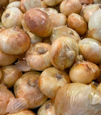 Sazečka Augusta - Allium cepa - cibulky - 250 g