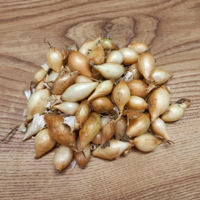 Cibule sazečky – Sazečka Augusta – Allium cepa