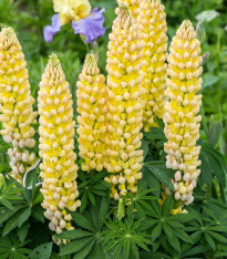 Lupina mnoholistá Gallery Yellow Shades - Lupinus polyphyllus - semena - 20 ks