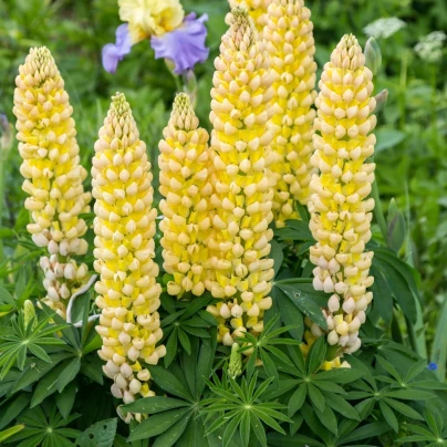 Lupina mnoholistá Gallery Yellow Shades - Lupinus polyphyllus - semena - 20 ks