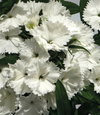 Hvozdík Chiba White F1 - Dianthus interspecific - semena - 18 ks