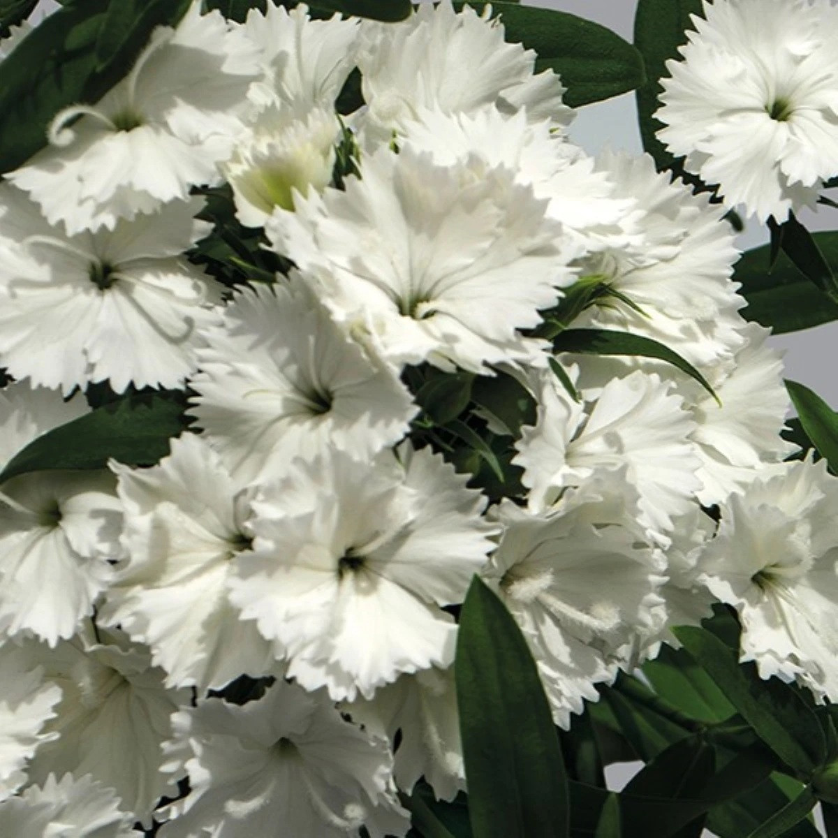 Hvozdík Chiba White F1 - Dianthus interspecific - semena - 18 ks