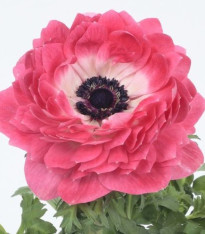 Sasanka Harmony Double Pink - Anemone coronaria - semena - 8 ks