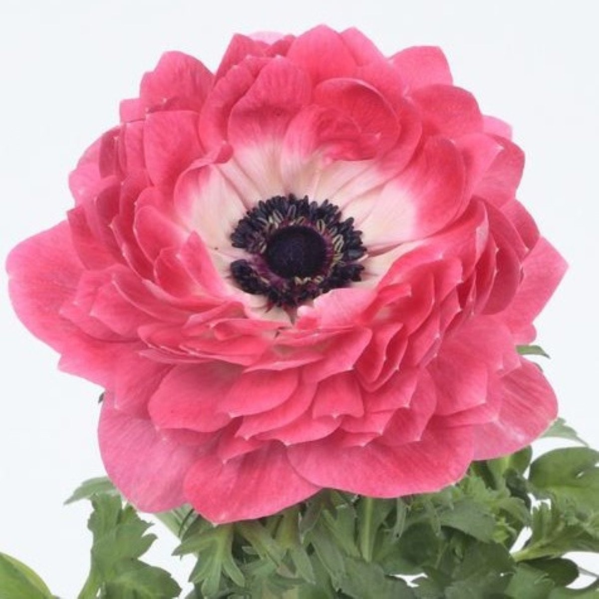 Sasanka Harmony Double Pink - Anemone coronaria - semena - 8 ks