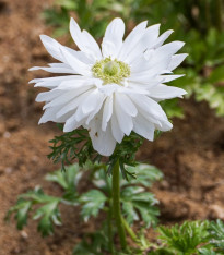 Sasanka Harmony Double White F1 - Anemone coronaria - semena - 8 ks