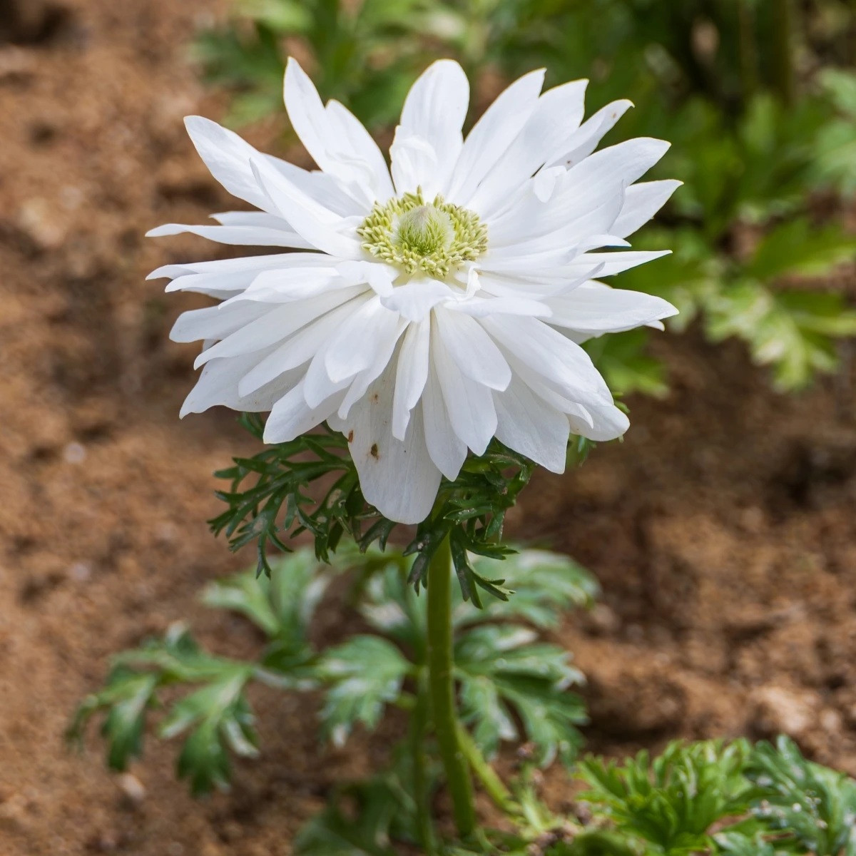 Sasanka Harmony Double White F1 - Anemone coronaria - semena - 8 ks