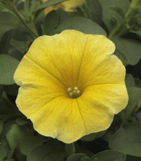 Petchoa Caliburst Yellow - Petchoa Caliburst - semena - 8 ks