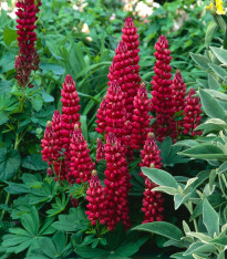 Lupina mnoholistá Gallery Red Shades - Lupinus polyphyllus - semena - 20 ks