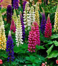 Lupina mnoholistá Gallery Mix - Lupinus polyphyllus - semena - 20 ks