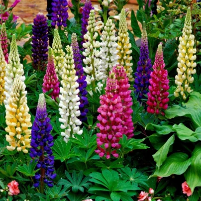 Lupina mnoholistá Gallery Mix - Lupinus polyphyllus - semena - 20 ks