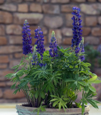 Lupina mnoholistá Mini Gallery Pure Blue - Lupinus polyphyllus - semena - 12 ks