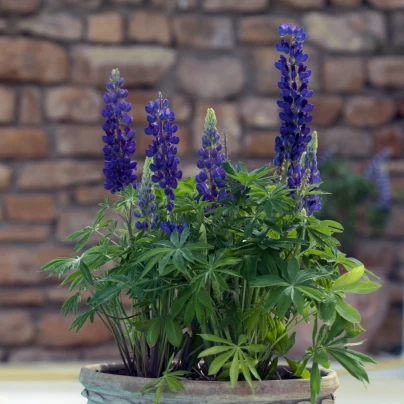 Lupina mnoholistá Mini Gallery Pure Blue - Lupinus polyphyllus - semena - 12 ks