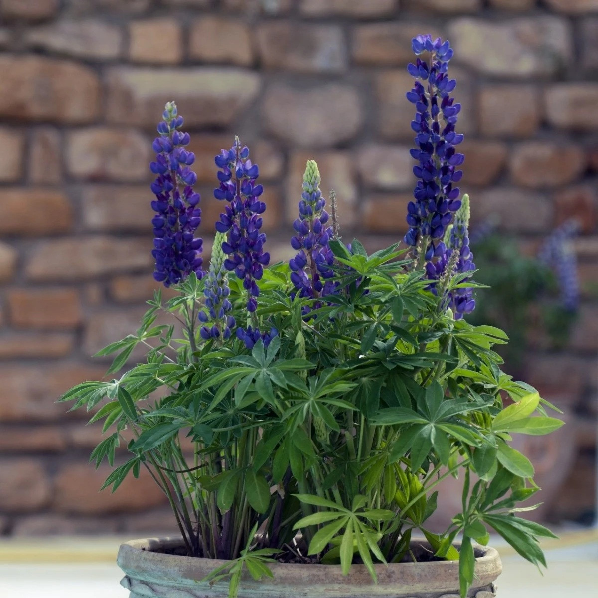 Lupina mnoholistá Mini Gallery Pure Blue - Lupinus polyphyllus - semena - 12 ks