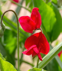 Hrachor Winter Sunshine Scarlet - Lathyrus odoratus - semena - 15 ks