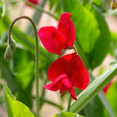 Hrachor Winter Sunshine Scarlet - Lathyrus odoratus - semena - 15 ks