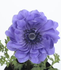 Sasanka Harmony Double Blue F1 - Anemone coronaria - semena - 8 ks