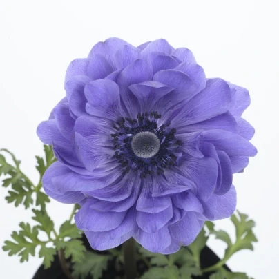 Sasanka Harmony Double Blue F1 - Anemone coronaria - semena - 8 ks