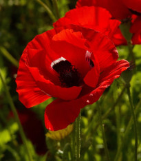 Sasanka Harmony Double Scarlet F1 - Anemone coronaria - semena - 8 ks