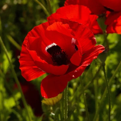 Sasanka Harmony Double Scarlet F1 - Anemone coronaria - semena - 8 ks
