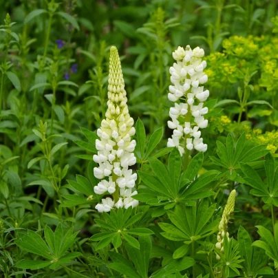 Lupina mnoholistá Gallery White Shades - Lupinus polyphyllus - semena - 20 ks