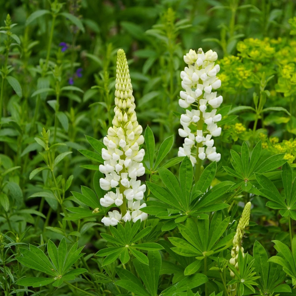 Lupina mnoholistá Gallery White Shades - Lupinus polyphyllus - semena - 20 ks