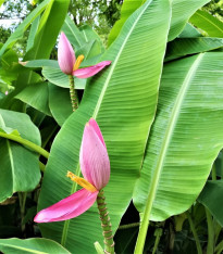 Banánovník růžový - Musa ornata - semena - 3 ks