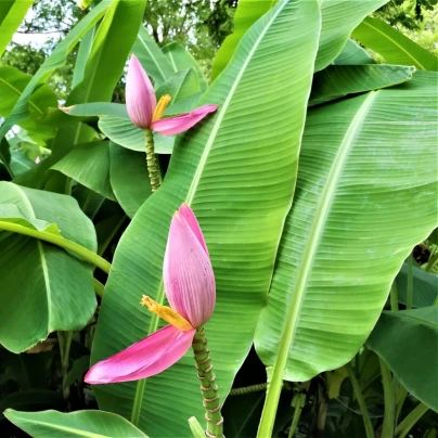 Banánovník růžový - Musa ornata - semena - 3 ks
