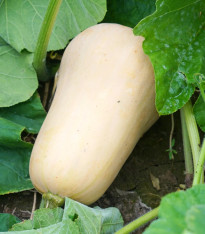 Tykev Jupiter F1 - Cucurbita pepo - semena - 6 ks