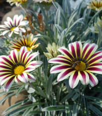 Gazánie Frosty Kiss White Flame - Gazania rigens - semena - 12 ks