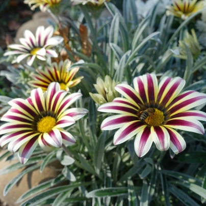 Gazánie Frosty Kiss White Flame - Gazania rigens - semena - 12 ks