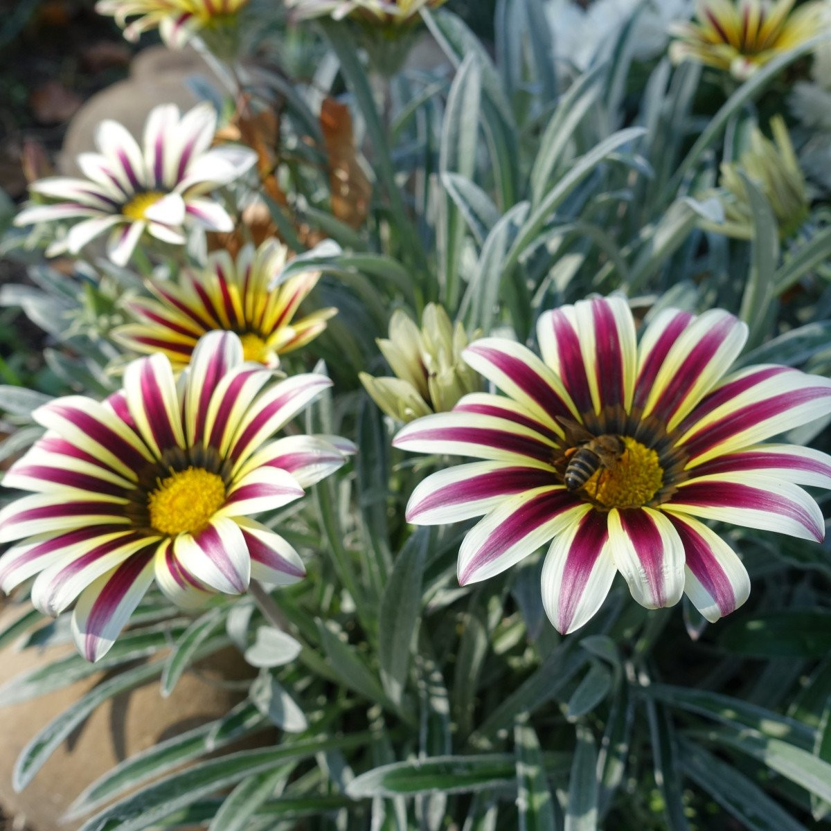 Gazánie Frosty Kiss White Flame - Gazania rigens - semena - 12 ks