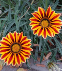 Gazánie Frosty Kiss Orange Flame - Gazania rigens - semena - 12 ks