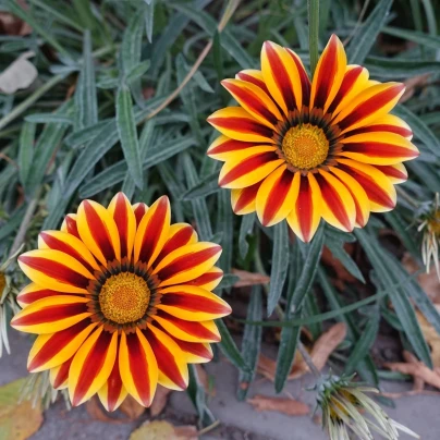 Gazánie Frosty Kiss Orange Flame - Gazania rigens - semena - 12 ks