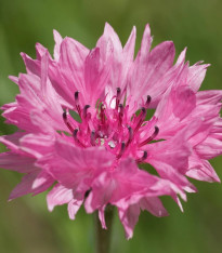 Chrpa luční Ball Red - Centaurea cyanus - semena - 50 ks