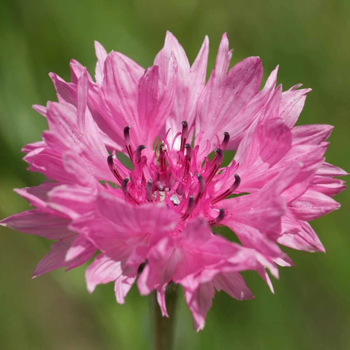 Chrpa luční Ball Red - Centaurea cyanus - semena - 50 ks