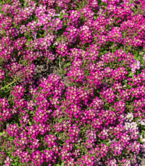 Tařicovka Wonderland Deep Rose - Lobularia maritima - semena - 20 ks