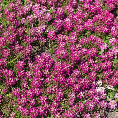 Tařicovka Wonderland Deep Rose - Lobularia maritima - semena - 20 ks