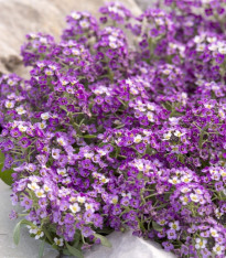 Tařicovka Aphrodite Purple - Allyssum maritima - semena - 50 ks