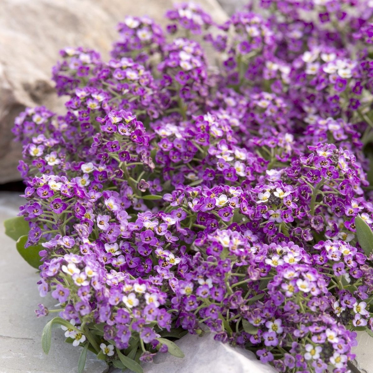 Tařicovka Aphrodite Purple - Allyssum maritima - semena - 50 ks