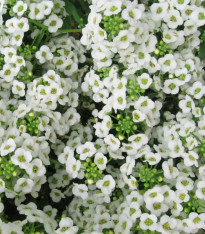 Tařicovka Easter Bonnet White - Allyssum maritima - semena - 50 ks