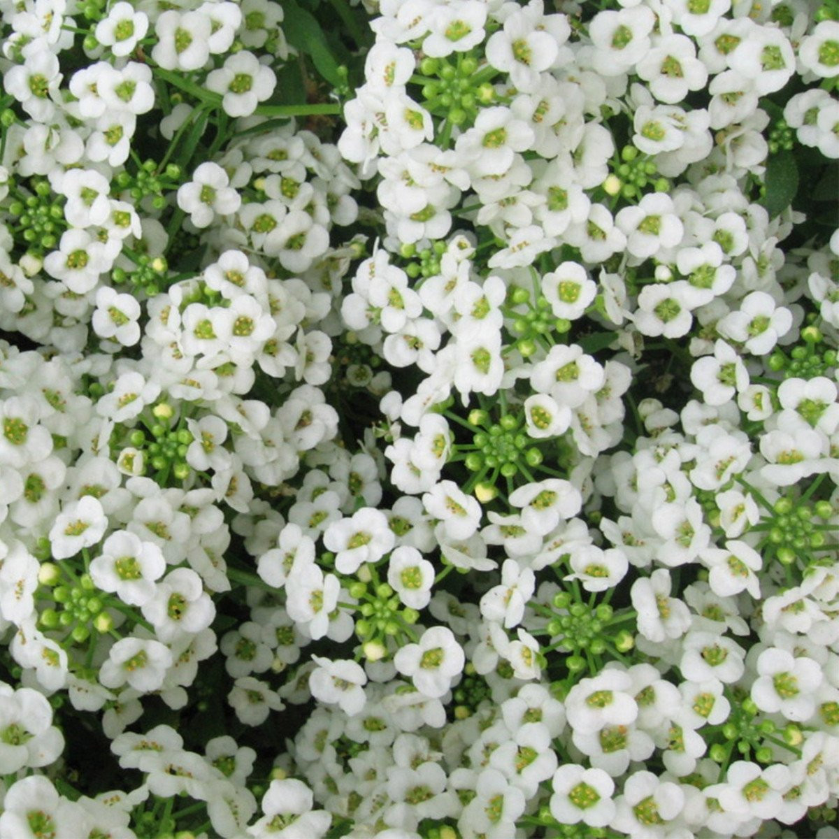 Tařicovka Easter Bonnet White - Allyssum maritima - semena - 50 ks